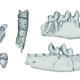 High-resolution CT scans of teeth and jawbones belonging to Purgatorius.